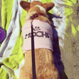 Why CorgiCon SF is PAW-SOME!!